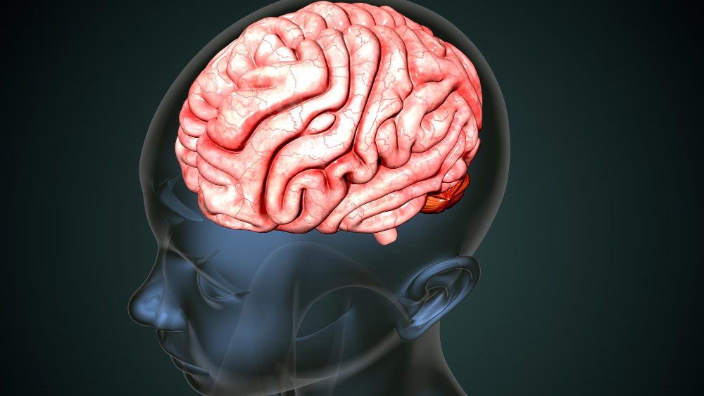 Brain