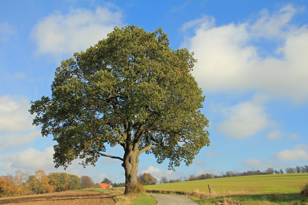 Oak Tree