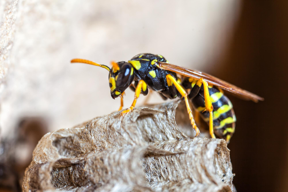 15 Things About Wasps, Including Why They Only Become a Problem in the Last Weeks of Summer