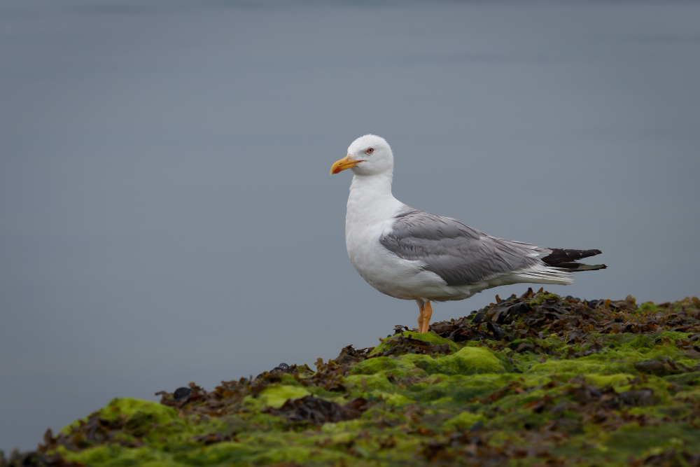 Seagull