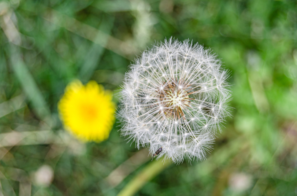 Dandelion
