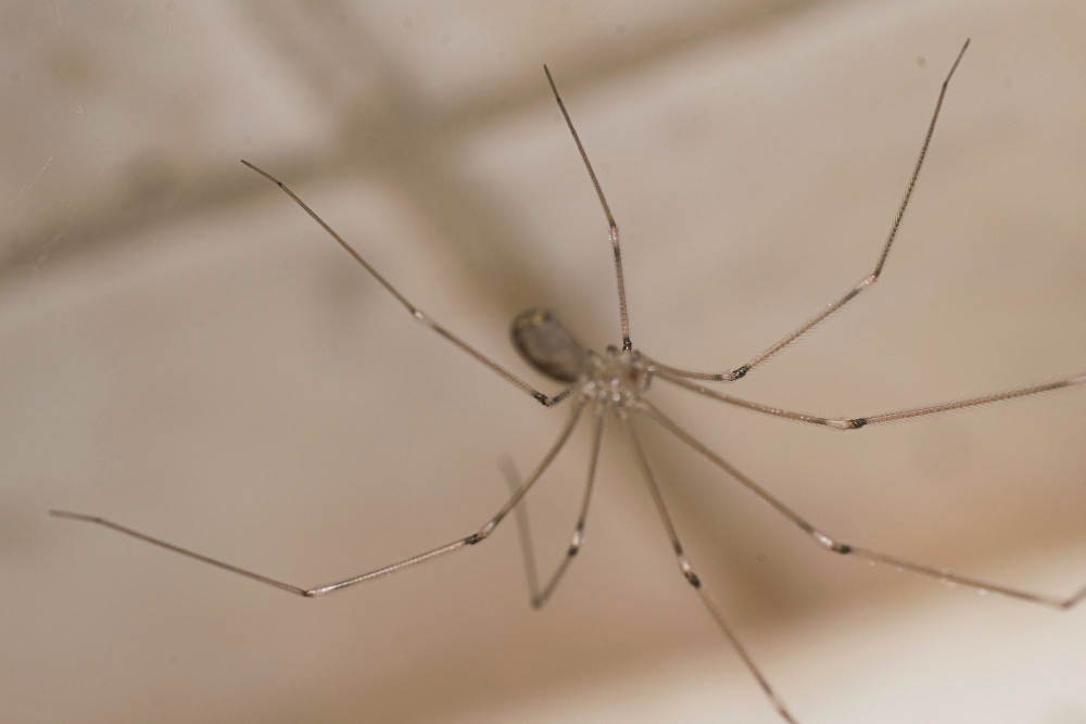 Spider