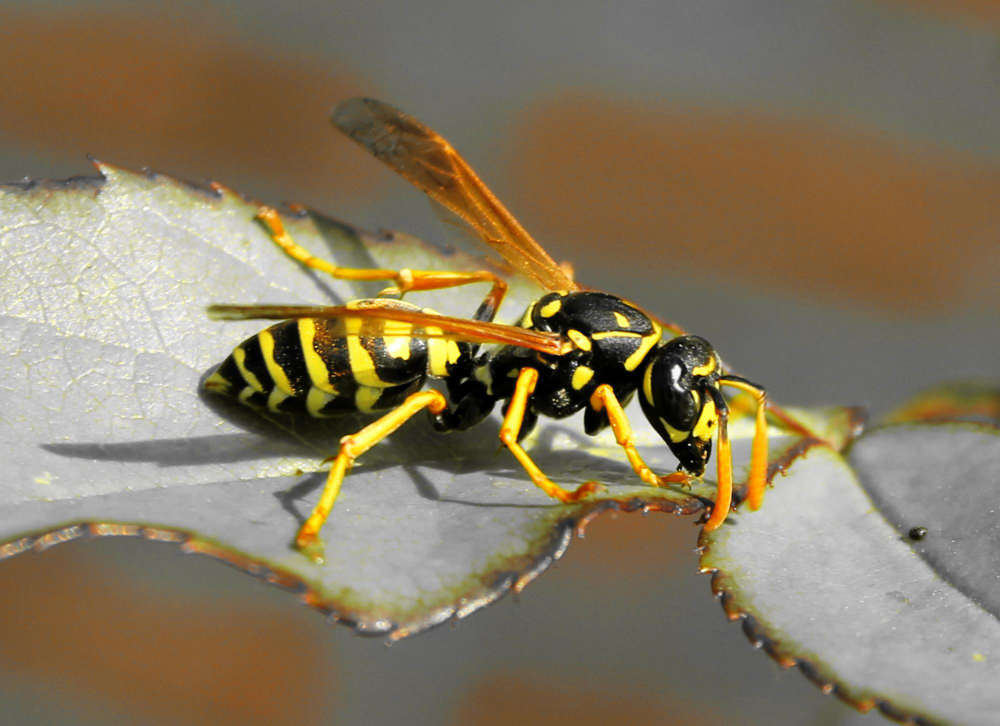 Wasp
