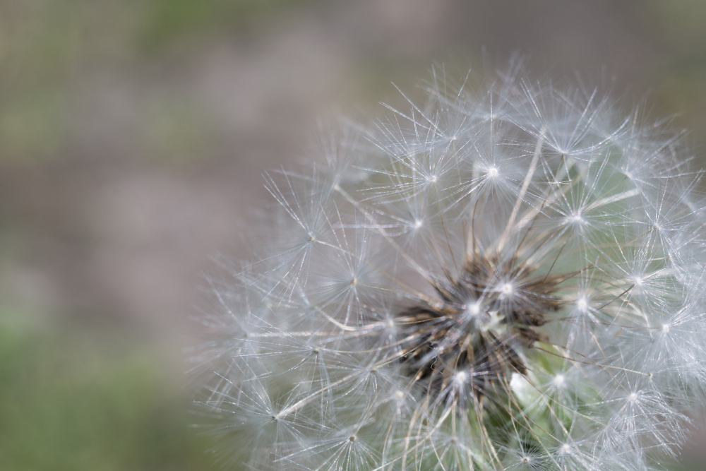 Dandelion