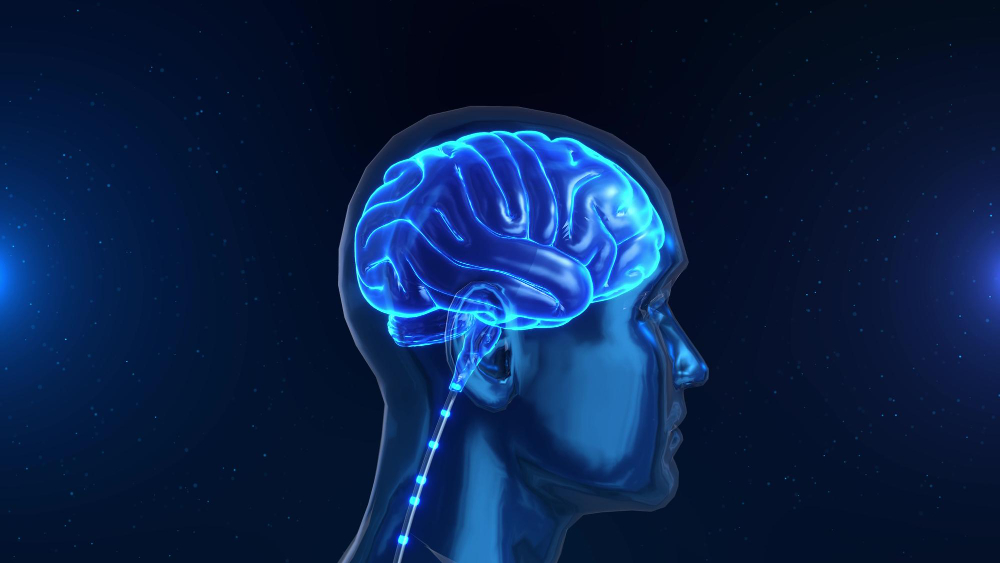 Brain