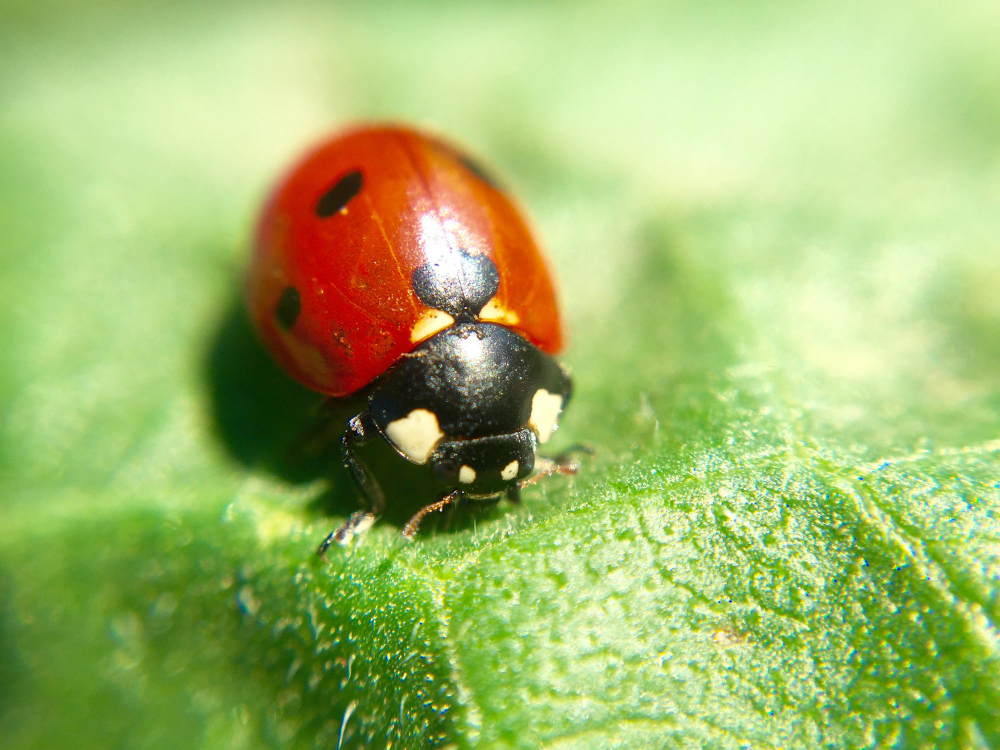 Ladybird