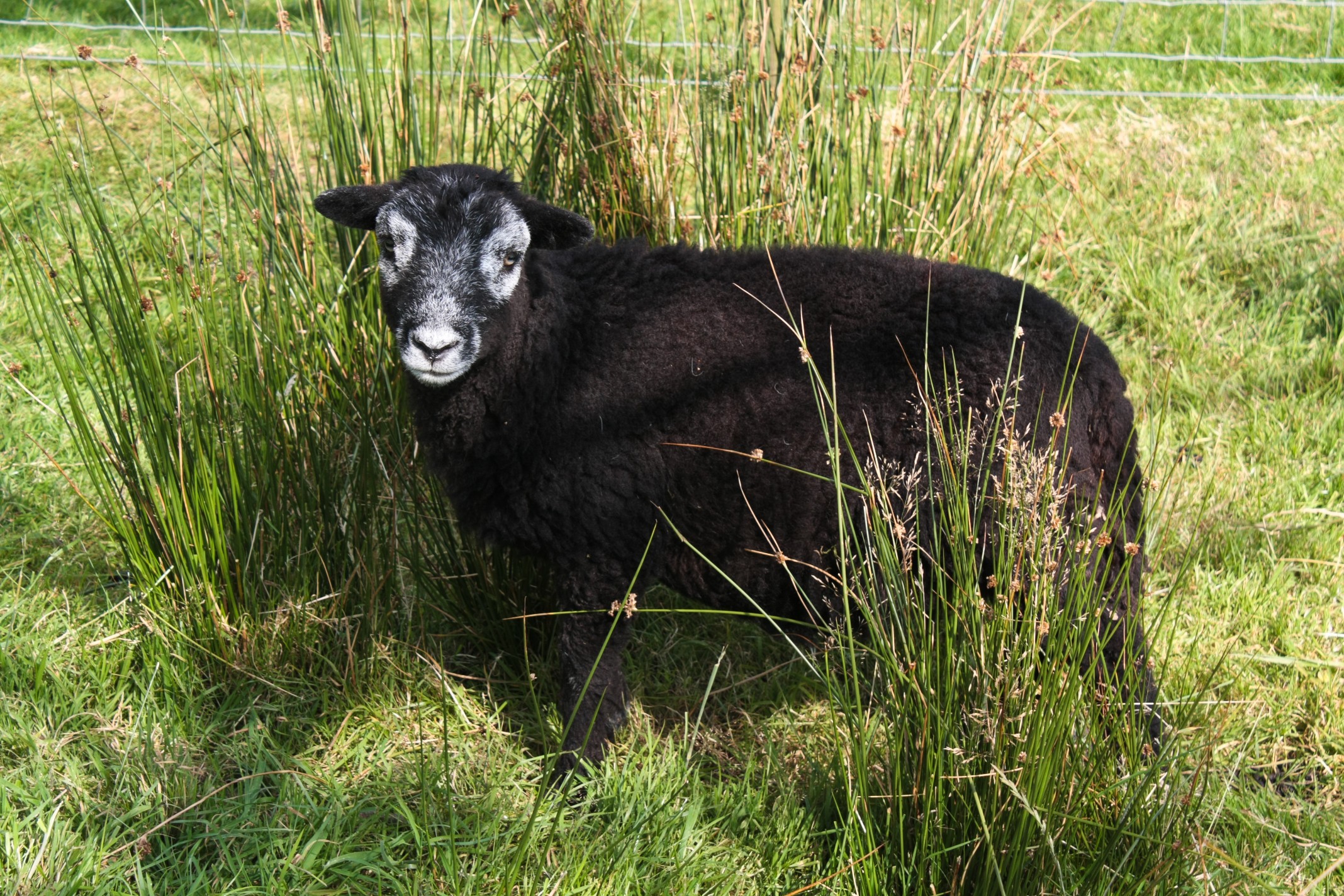 Shepherd