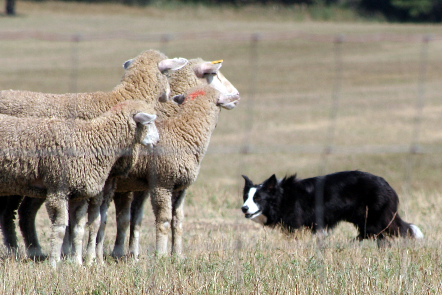 Shepherd