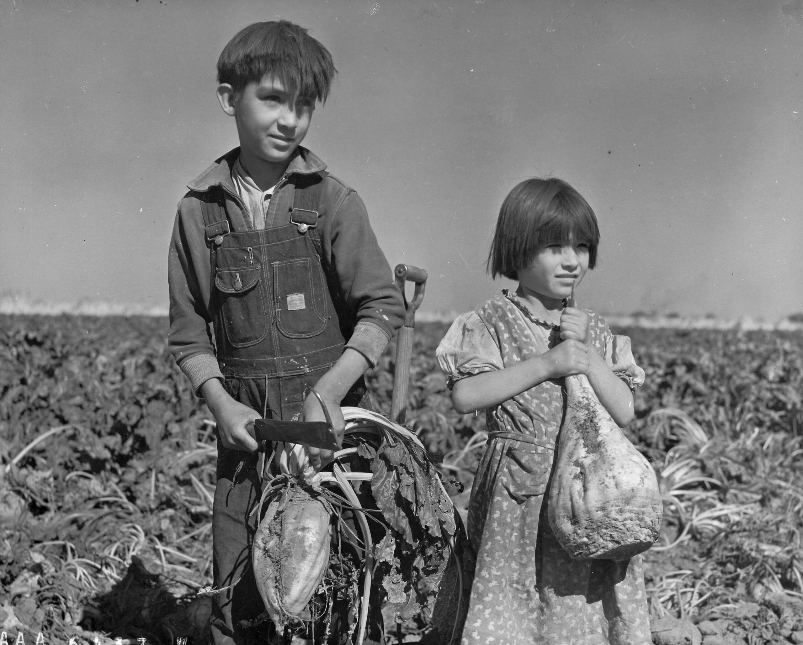 Sugar Beet