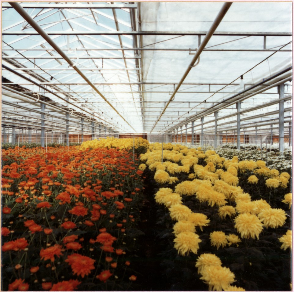 15 Things That Happened at the Flower Market at Four in the Morning in 1960 That Have Entirely Gone