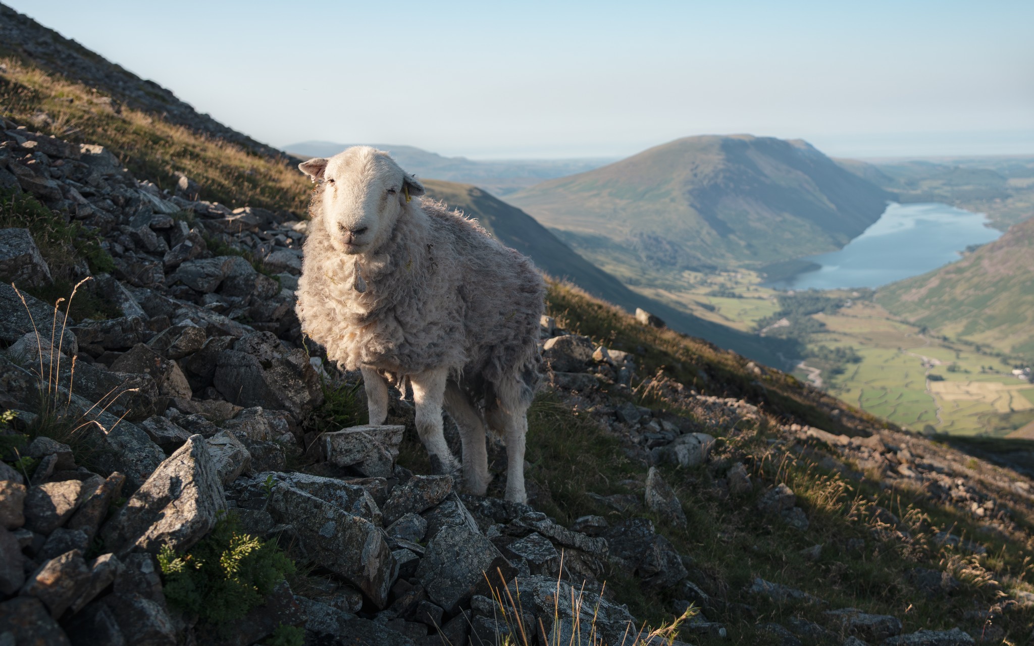 Shepherd