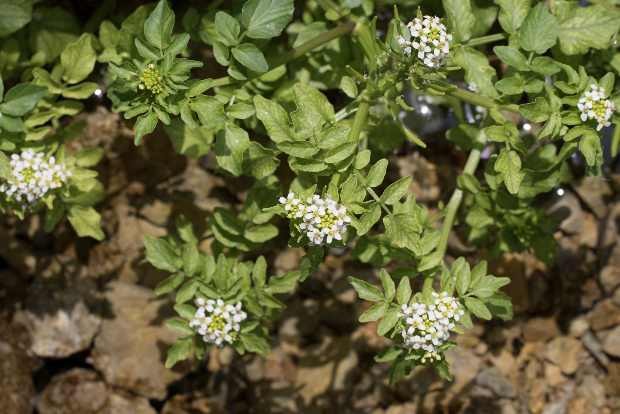 Watercress Farm