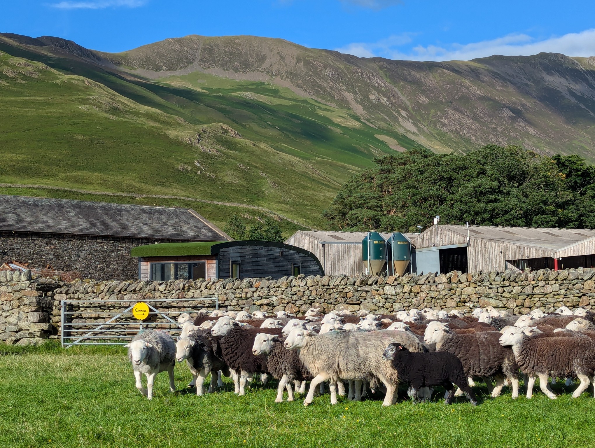 Shepherd