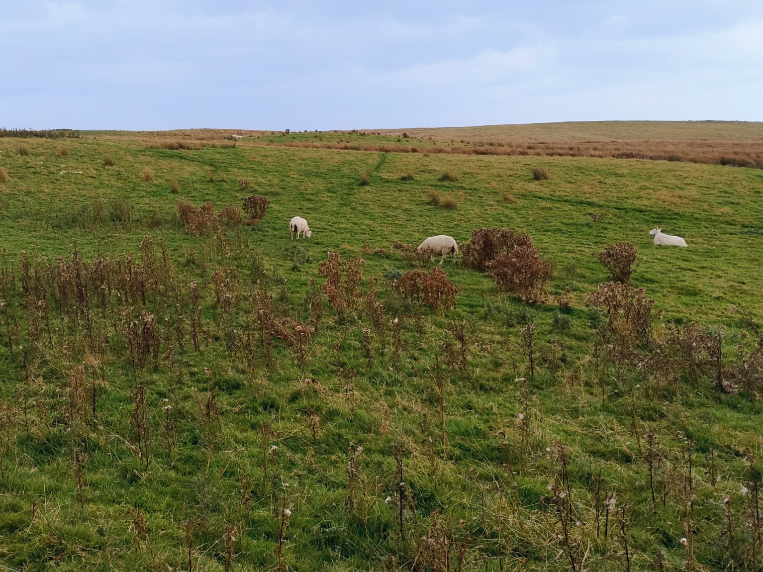 Shepherd
