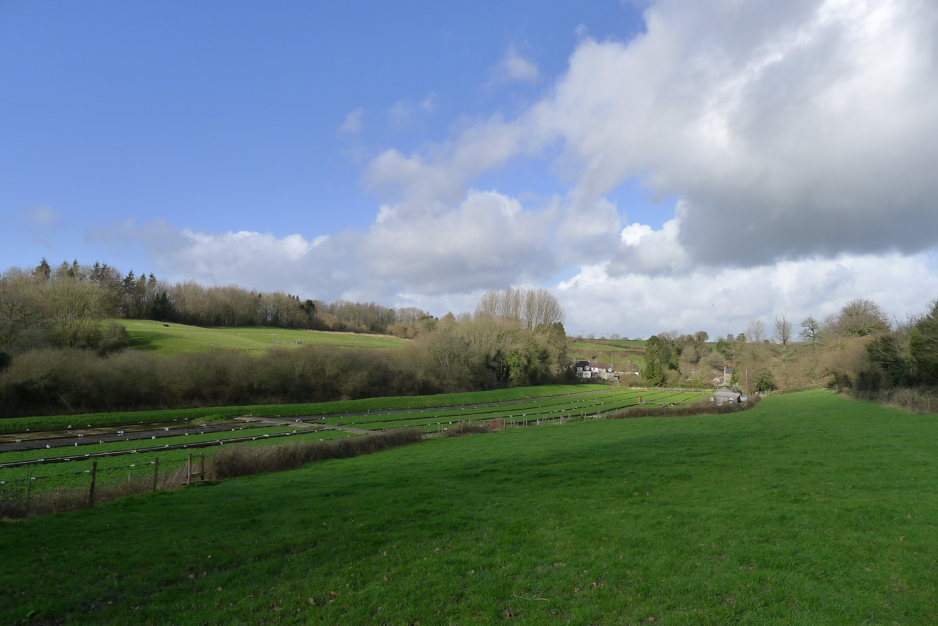 Watercress Farm