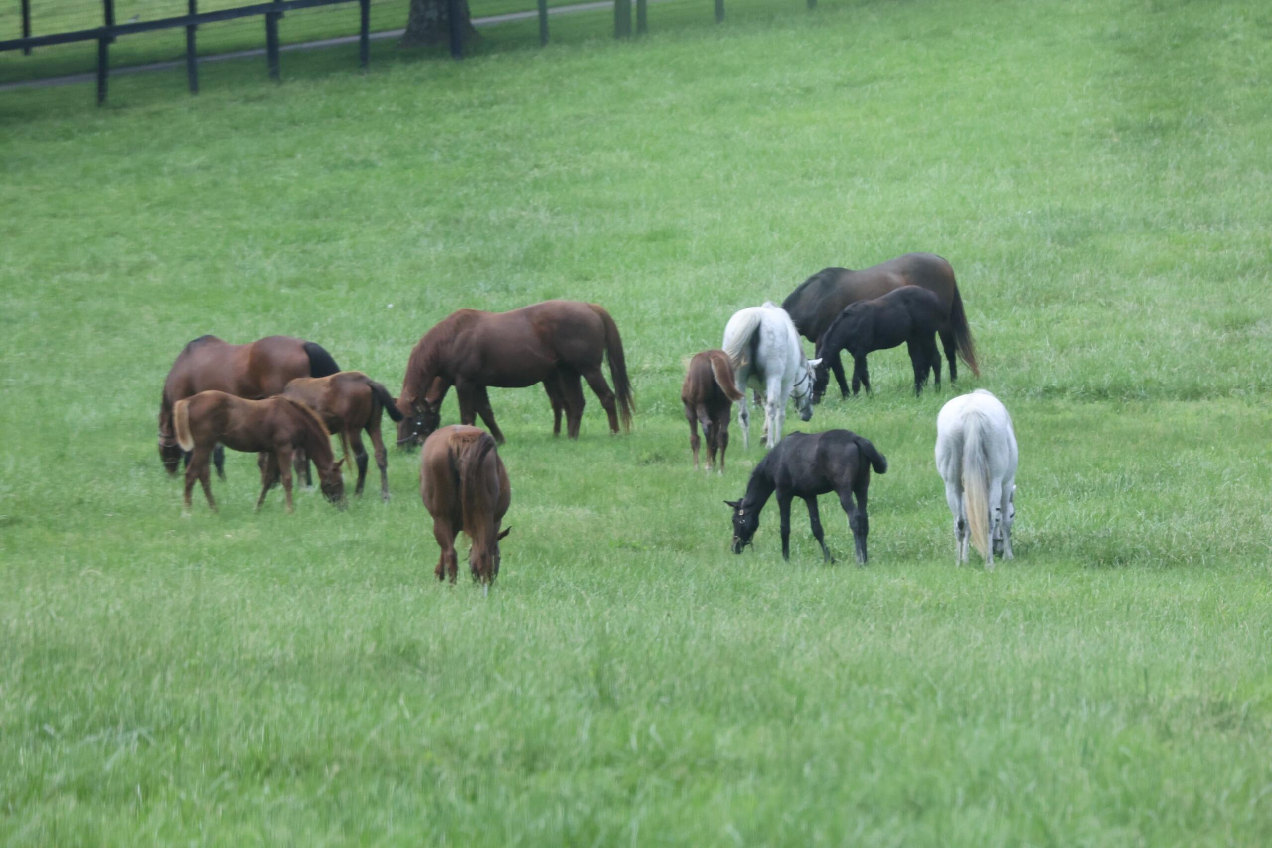 Racing Stable