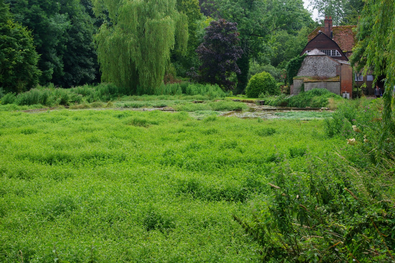 Watercress Farm