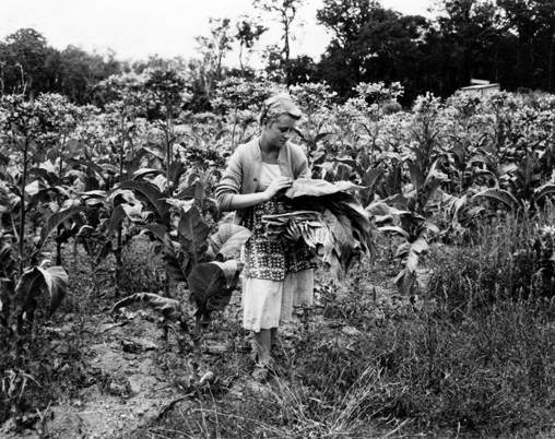 Tobacco Farm