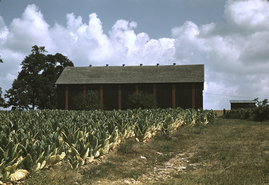 Tobacco Farm