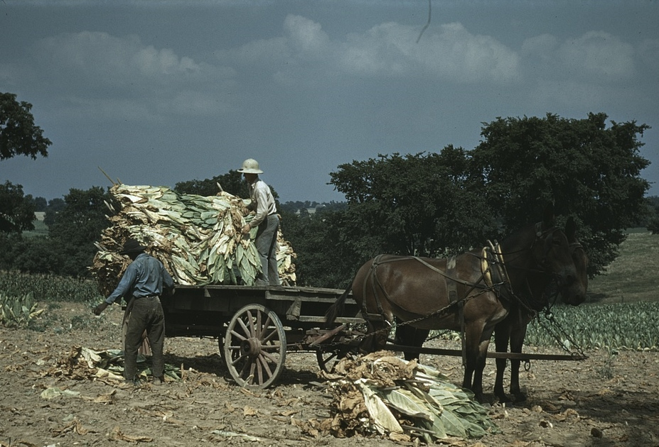 Tobacco Farm