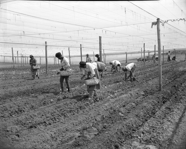 Tobacco Farm