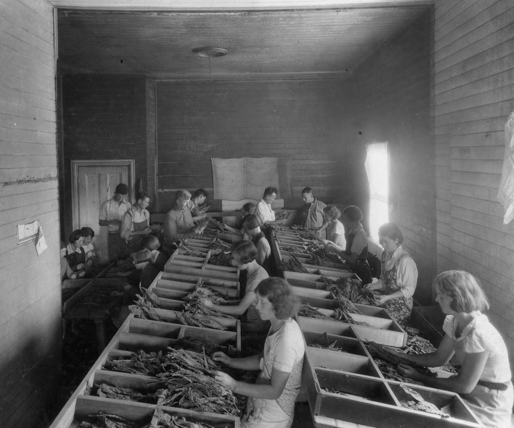 Tobacco Farm