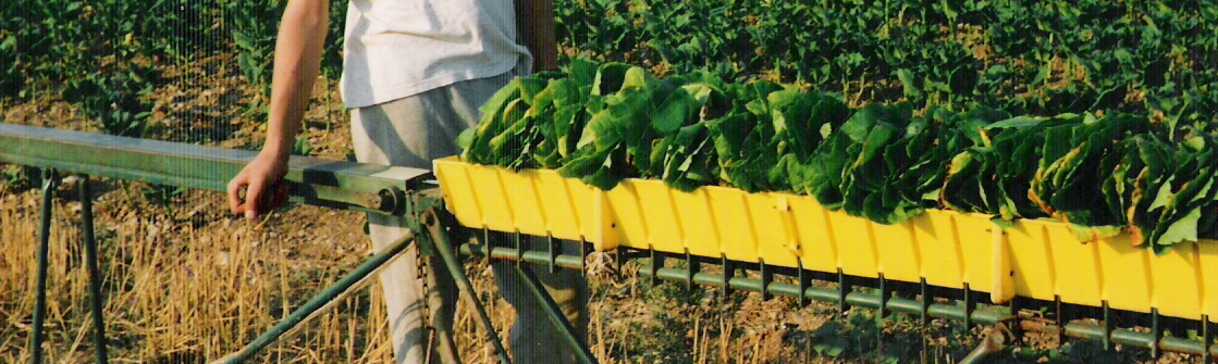Tobacco Farm