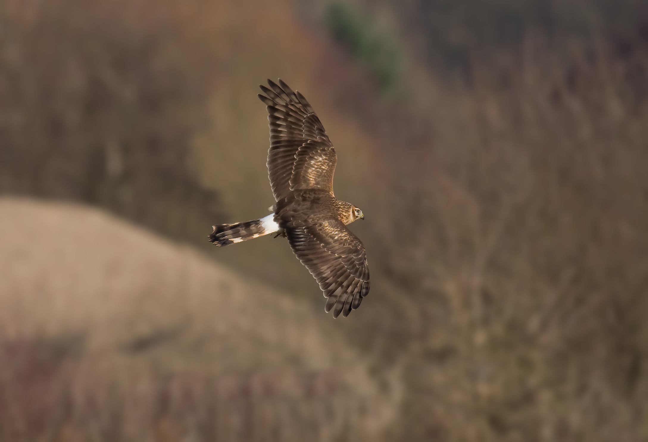 Gamekeeper