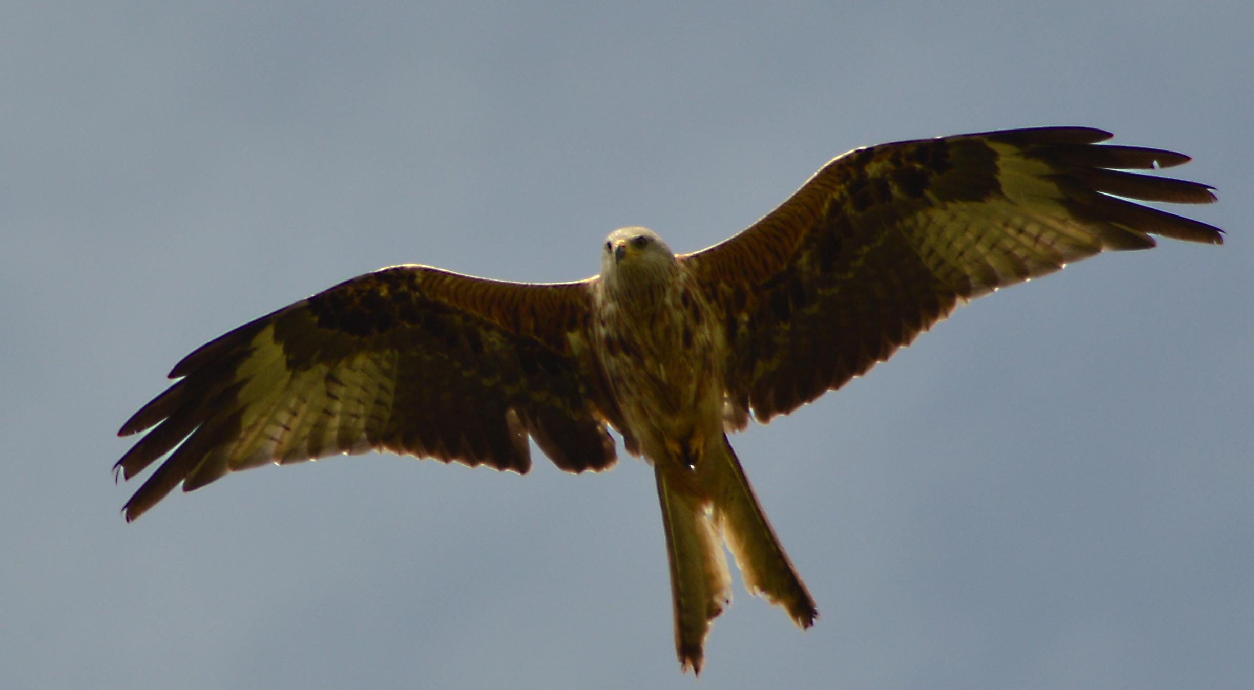 Gamekeeper