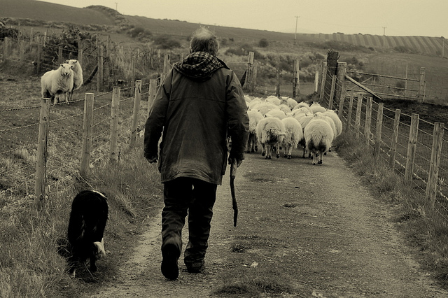 16 Things the Hill Shepherd Did in 1955 That Almost Nobody Is Asked to Do Any More