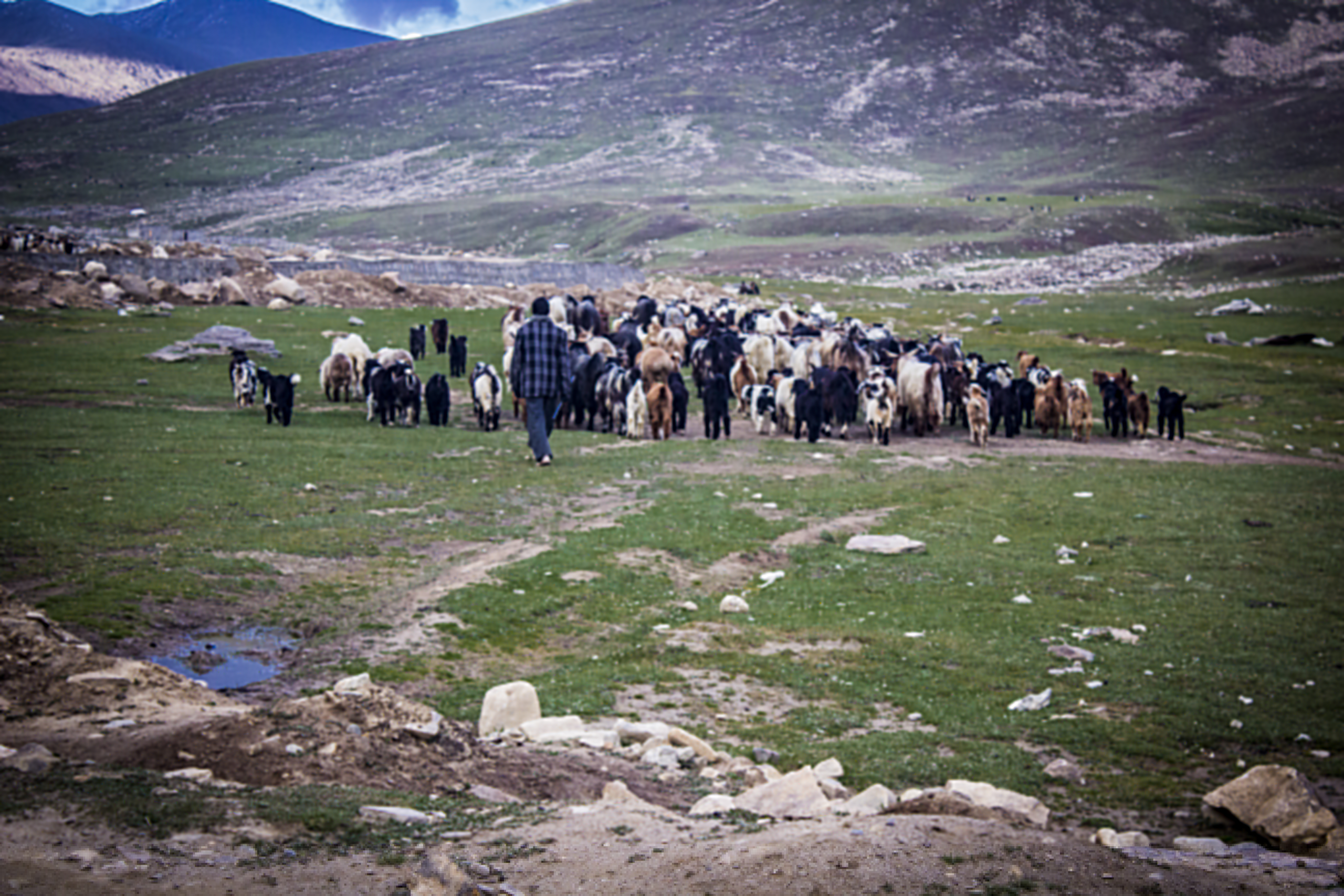 Shepherd