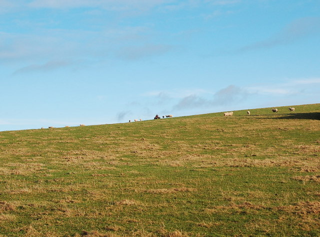 Shepherd