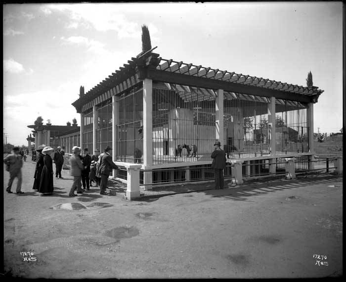12 Things That Were Normal at the Zoo in 1960 That No Modern Collection Would Be Permitted to Do