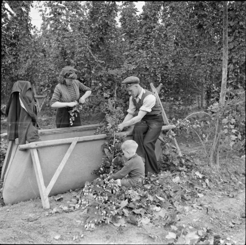 16 Things That Were Normal at the Hop Harvest in 1955 That No Farm Could Get Away With Now