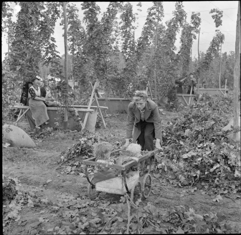 Hop Harvest