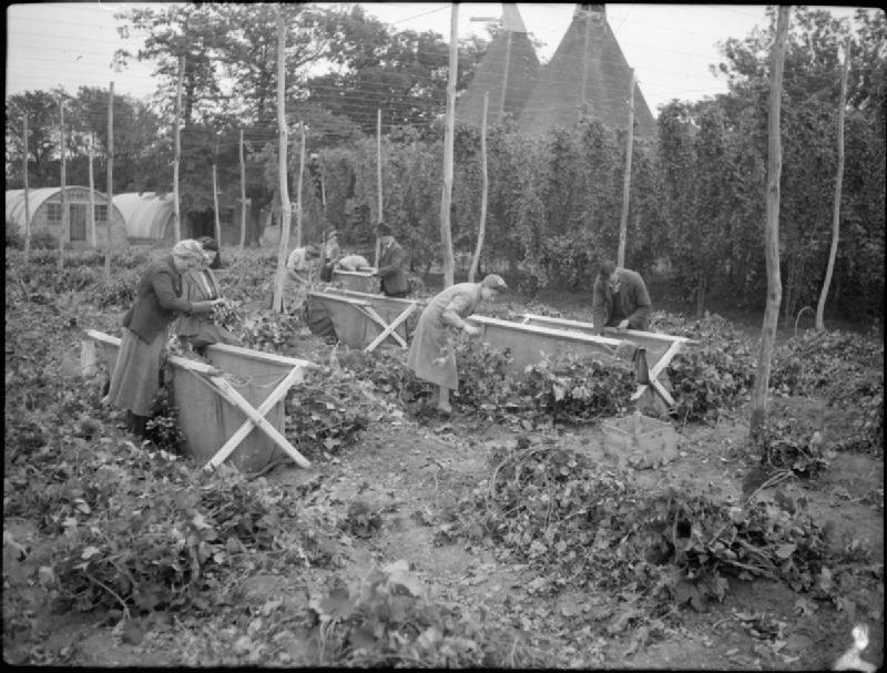 Hop Harvest