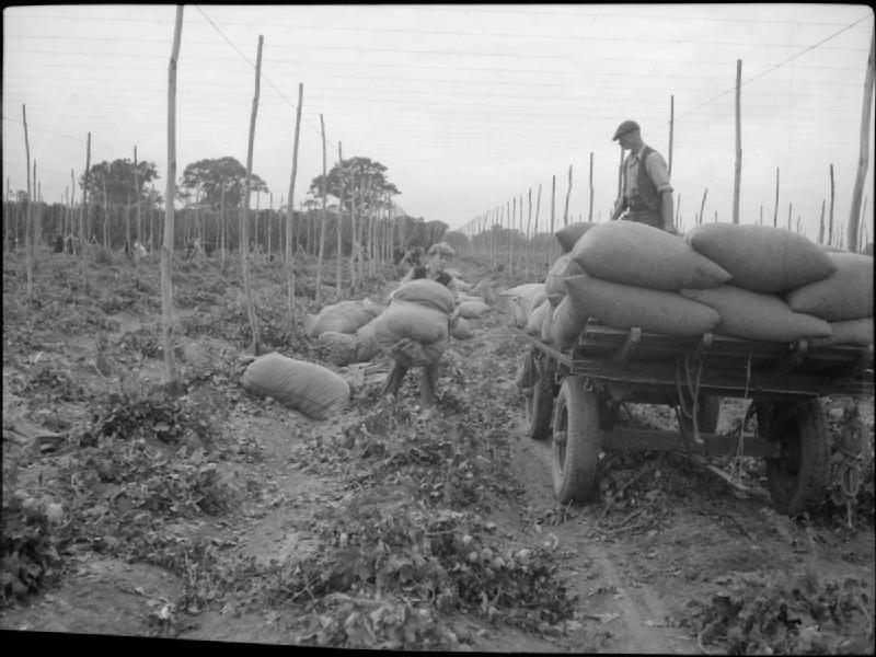 Hop Harvest