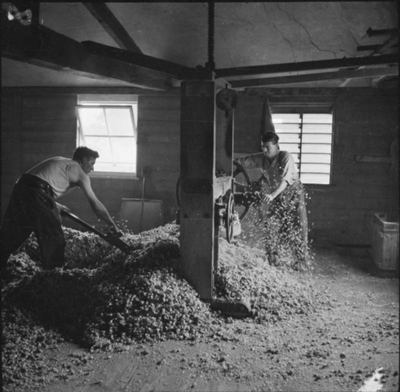Hop Harvest