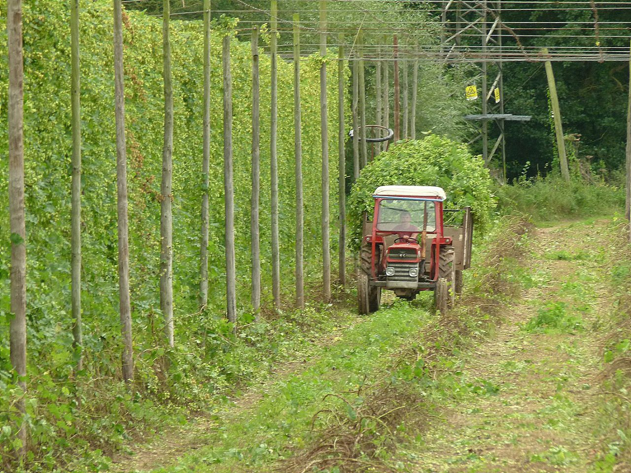 Hop Harvest