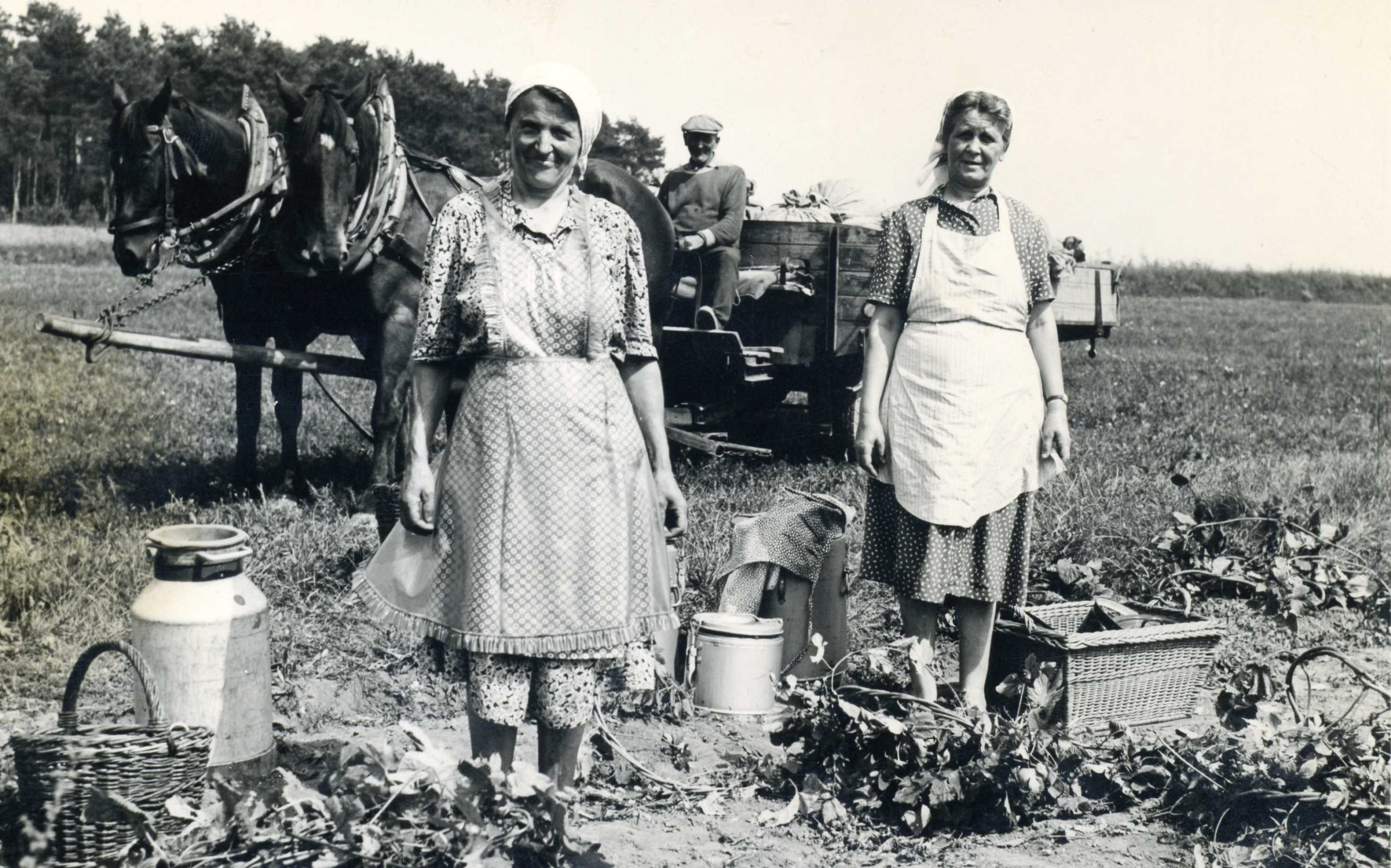 Hop Harvest