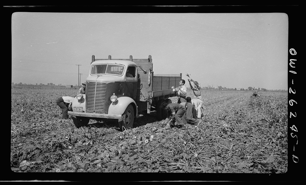 Sugar Beet