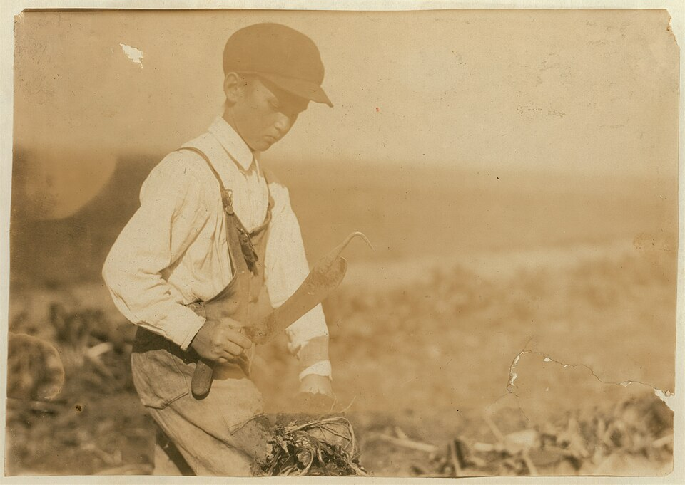 12 Things That Were Normal on the Sugar Beet Harvest in 1960 That Machines and Plant Breeding Ended