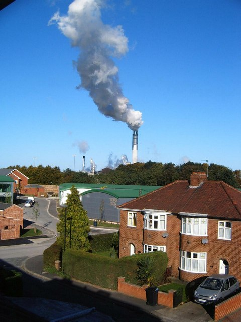 Sugar Beet