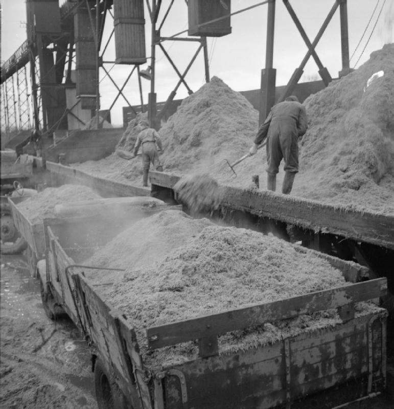 Sugar Beet