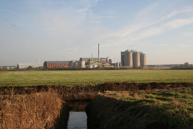 Sugar Beet