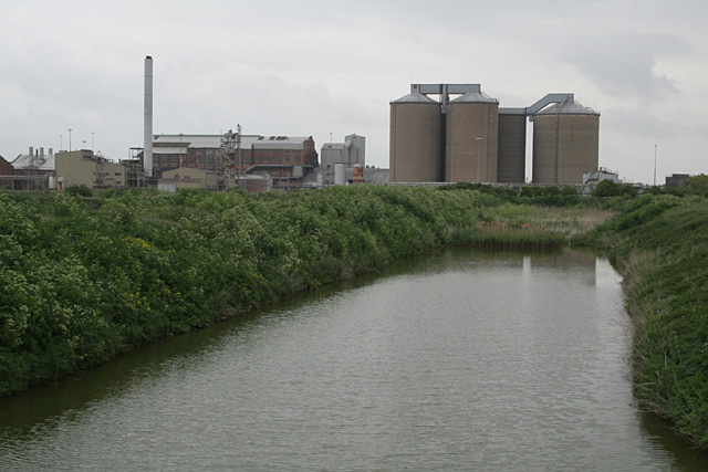 Sugar Beet