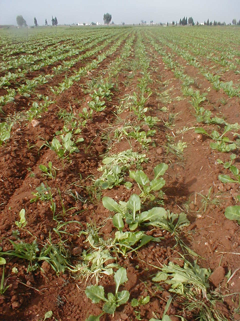 Sugar Beet