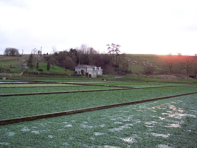 Watercress Farm