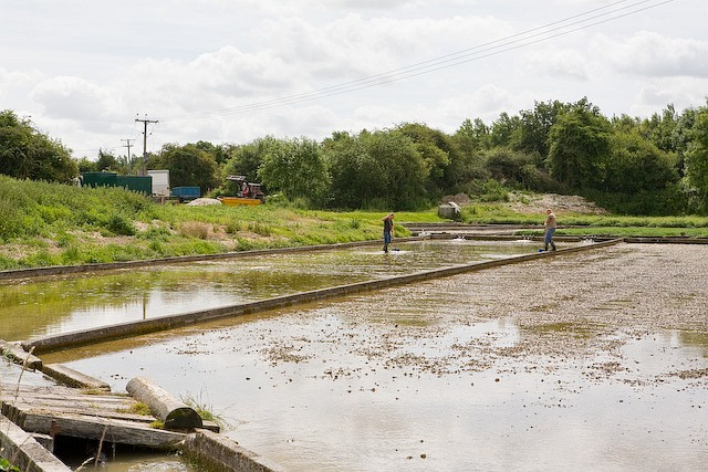 Watercress Farm