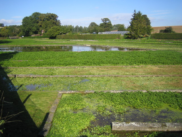 Watercress Farm